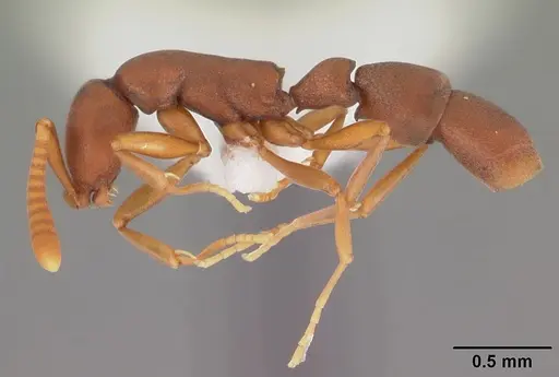 Probolomyrmex boliviensis specimen CASENT0102223 image casent0102223_3