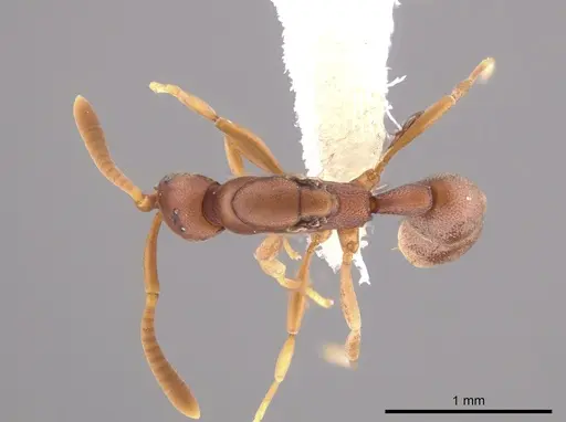 Probolomyrmex boliviensis specimen CASENT0648707 image casent0648707_1