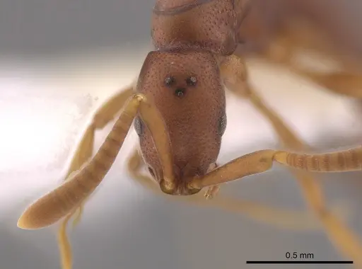 Probolomyrmex boliviensis specimen CASENT0648707 image casent0648707_2