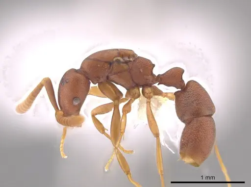 Probolomyrmex boliviensis specimen CASENT0648707 image casent0648707_3