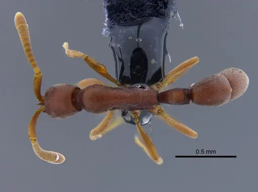 Probolomyrmex boliviensis specimen CBUMAGENT41774 image cbumagent41774_1