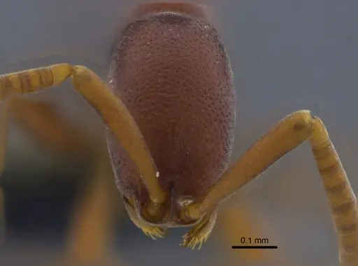 Probolomyrmex boliviensis specimen CBUMAGENT41774 image cbumagent41774_2