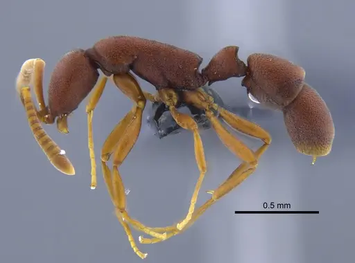 Probolomyrmex boliviensis specimen CBUMAGENT41774 image cbumagent41774_3