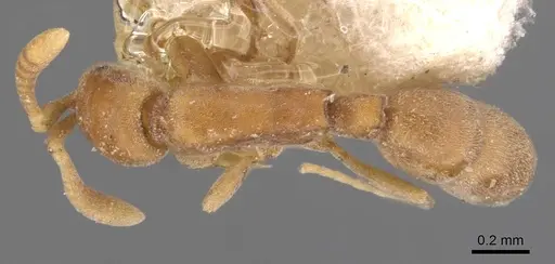 Probolomyrmex brevirostris specimen CASENT0907208 image casent0907208_1