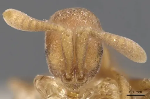 Probolomyrmex brevirostris specimen CASENT0907208 image casent0907208_2