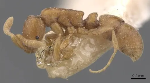 Probolomyrmex brevirostris specimen CASENT0907208 image casent0907208_3