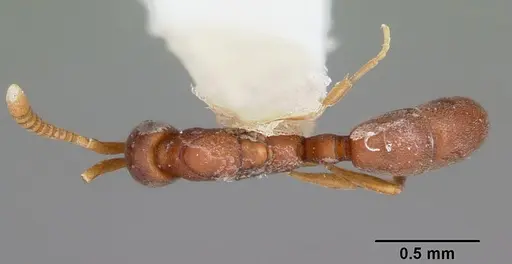 Probolomyrmex brujitae specimen CASENT0104672 image casent0104672_1
