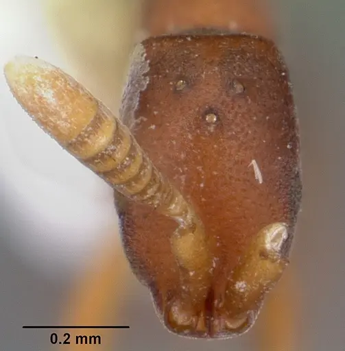 Probolomyrmex brujitae specimen CASENT0104672 image casent0104672_2