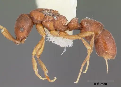 Probolomyrmex brujitae specimen CASENT0104672 image casent0104672_3