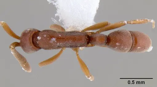 Probolomyrmex brujitae specimen CASENT0106137 image casent0106137_1