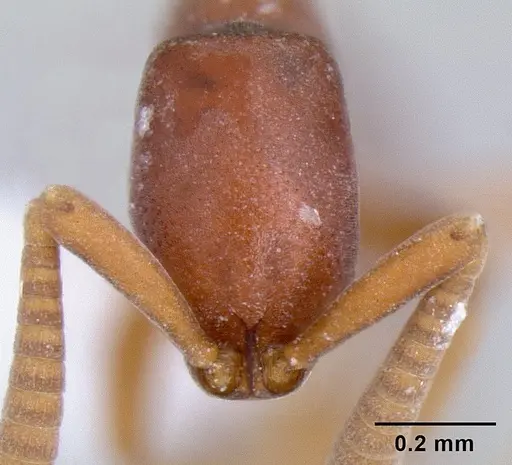 Probolomyrmex brujitae specimen CASENT0106137 image casent0106137_2