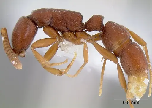 Probolomyrmex brujitae specimen CASENT0106137 image casent0106137_3
