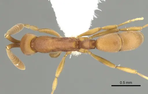 Probolomyrmex brujitae specimen CASENT0249255 image casent0249255_1