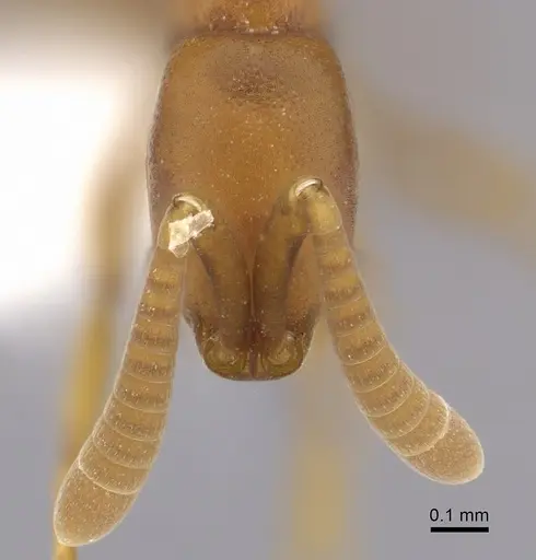 Probolomyrmex brujitae specimen CASENT0249255 image casent0249255_2