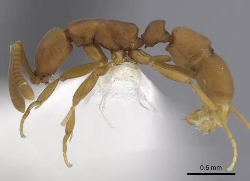 Probolomyrmex brujitae specimen CASENT0249255 image casent0249255_3