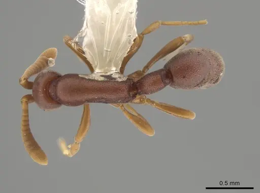 Probolomyrmex cegua specimen CASENT0629220 image casent0629220_1