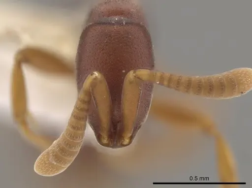Probolomyrmex cegua specimen CASENT0629220 image casent0629220_2