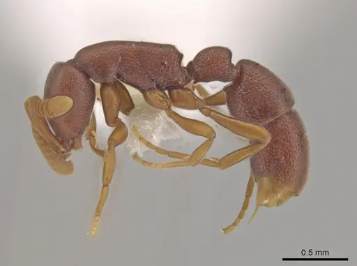 Probolomyrmex cegua specimen CASENT0629220 image casent0629220_3