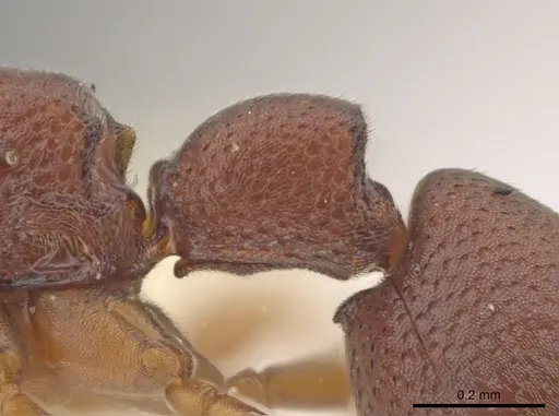 Probolomyrmex cegua specimen CASENT0629220 image casent0629220_4