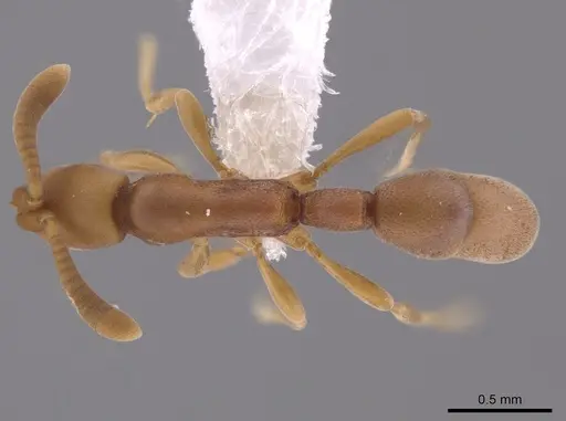 Probolomyrmex cegua specimen CASENT0653697 image casent0653697_1