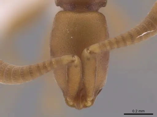Probolomyrmex cegua specimen CASENT0653697 image casent0653697_2