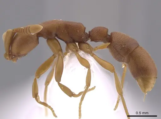 Probolomyrmex cegua specimen CASENT0653697 image casent0653697_3