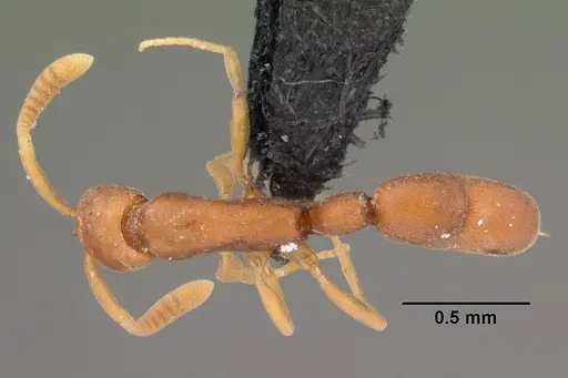 Probolomyrmex curculiformis specimen CASENT0004401 image casent0004401_1
