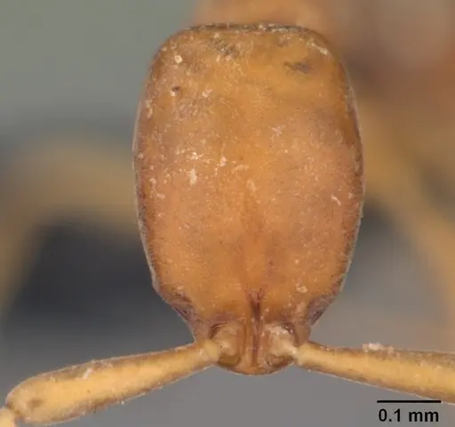 Probolomyrmex curculiformis specimen CASENT0004401 image casent0004401_2