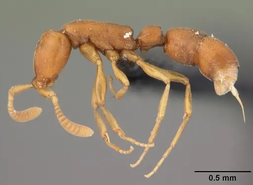 Probolomyrmex curculiformis specimen CASENT0004401 image casent0004401_4
