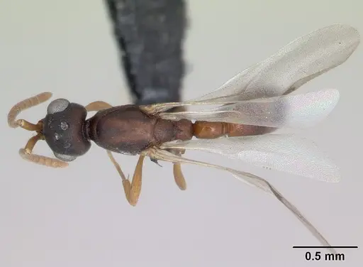 Probolomyrmex curculiformis specimen CASENT0050214 image casent0050214_1