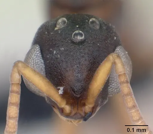 Probolomyrmex curculiformis specimen CASENT0050214 image casent0050214_2