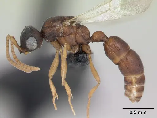 Probolomyrmex curculiformis specimen CASENT0050214 image casent0050214_3