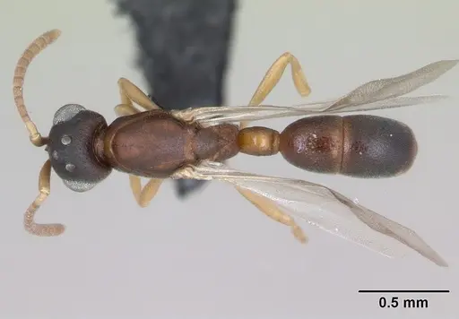 Probolomyrmex curculiformis specimen CASENT0080551 image casent0080551_1