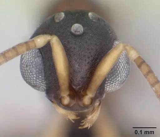 Probolomyrmex curculiformis specimen CASENT0080551 image casent0080551_2