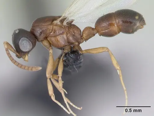 Probolomyrmex curculiformis specimen CASENT0080551 image casent0080551_3