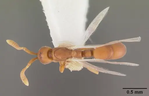 Probolomyrmex curculiformis specimen CASENT0102226 image casent0102226_1