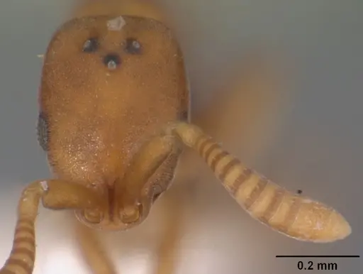 Probolomyrmex curculiformis specimen CASENT0102226 image casent0102226_2