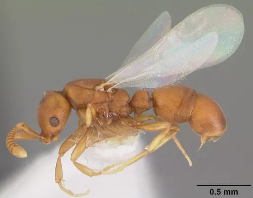 Probolomyrmex curculiformis specimen CASENT0102226 image casent0102226_3