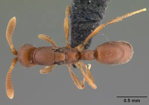 Probolomyrmex curculiformis specimen CASENT0465467 image casent0465467_1