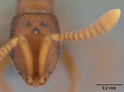 Probolomyrmex curculiformis specimen CASENT0465467 image casent0465467_2