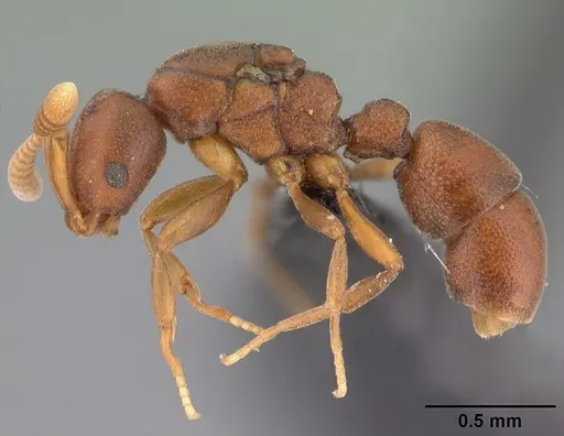 Probolomyrmex curculiformis specimen CASENT0465467 image casent0465467_3