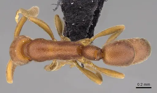 Probolomyrmex curculiformis specimen CASENT0469570 image casent0469570_1