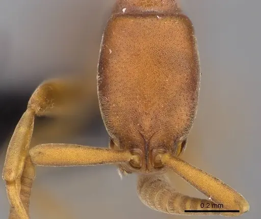 Probolomyrmex curculiformis specimen CASENT0469570 image casent0469570_2