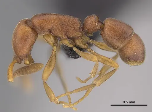Probolomyrmex curculiformis specimen CASENT0469570 image casent0469570_3