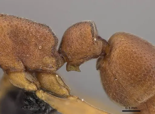 Probolomyrmex curculiformis specimen CASENT0469570 image casent0469570_4