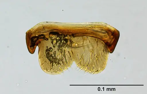 Probolomyrmex curculiformis specimen CASENT0525318 image casent0525318_1