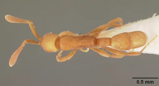 Probolomyrmex dammermani specimen CASENT0102220 image casent0102220_1
