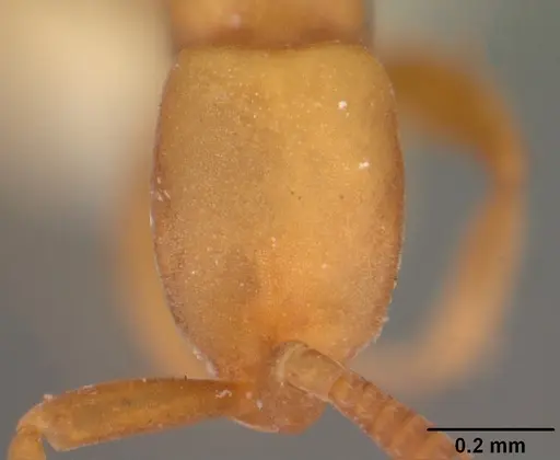 Probolomyrmex dammermani specimen CASENT0102220 image casent0102220_2