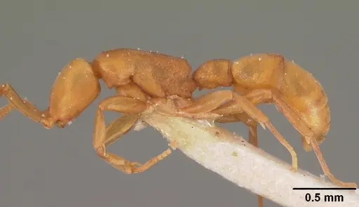 Probolomyrmex dammermani specimen CASENT0102220 image casent0102220_3