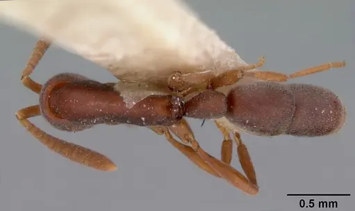 Probolomyrmex filiformis specimen CASENT0102141 image casent0102141_1
